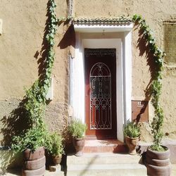 Potted plants on wall of building