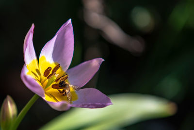 Close-up of honey bee on purple crocus flower