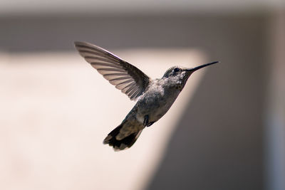 Hummingbird in yard