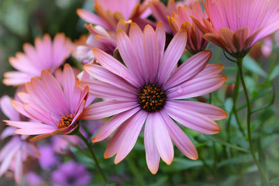 Close-up of pink flowers