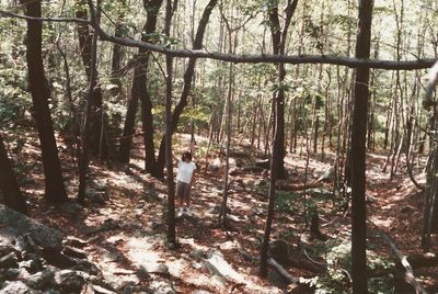 Trees in forest