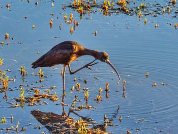 High angle view of bird in water