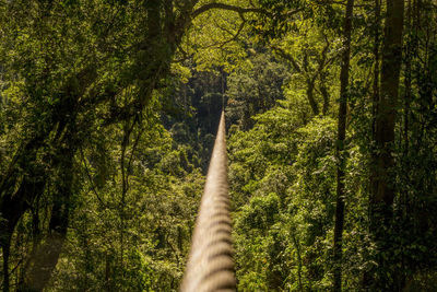 Zip line through the thick and green forest or jungle, with vanishing point on zipline