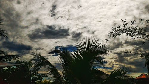 Low angle view of palm trees against cloudy sky