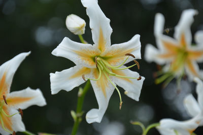 Close-up of flowers