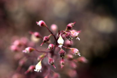 Close-up of pink cherry blossoms in spring