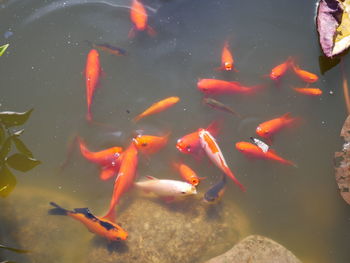 High angle view of koi carps swimming in pond