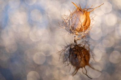 Close-up of dried plant