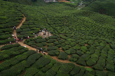 High angle view of people working on agricultural field