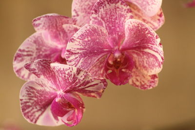 Close-up of pink orchid