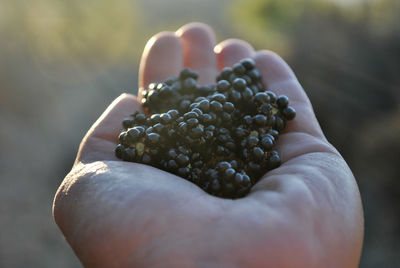 Close-up of hand holding fruit