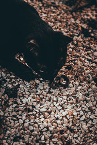 Close-up of dog relaxing on pebbles