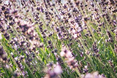 Close-up of purple flowering plants on field