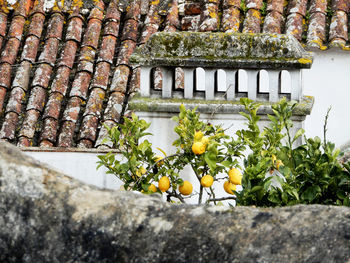 Lemons growing by wall of building