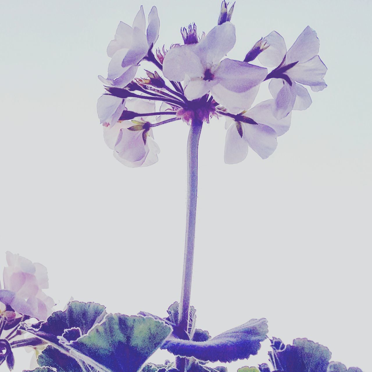 flower, petal, purple, fragility, studio shot, beauty in nature, no people, nature, freshness, white background, low angle view, close-up, flower head, growth, day, clear sky, outdoors, sky