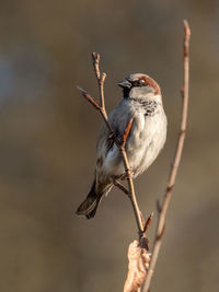 Close-up of bird perching on branch
