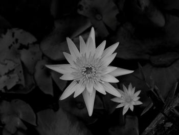 Close-up of lotus water lily