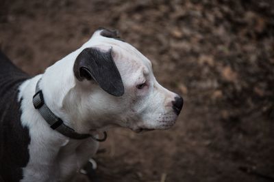 High angle view of dog looking away