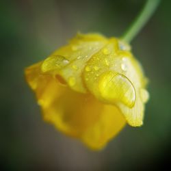 Close-up of wet yellow flower