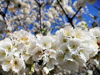 Close-up of white cherry blossoms in spring