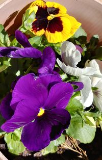 Close-up of purple flowering plant