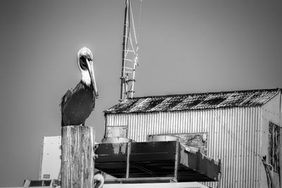 Black and white low angle view of a pelican against clear sky