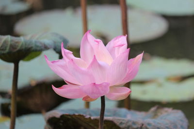 Close-up of pink lotus water lily