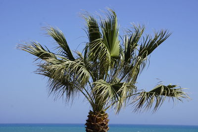 Palm tree by sea against clear sky