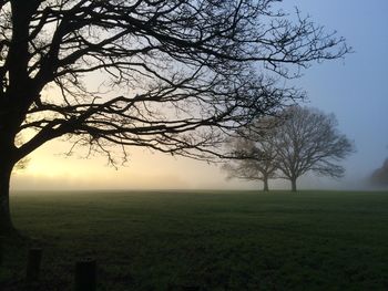 Bare trees on grassy field