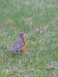 Close-up of bird perching on grass