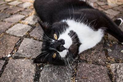 High angle portrait of cat lying on street