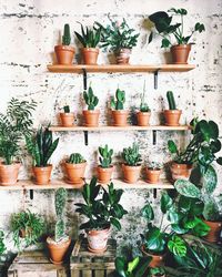 Potted plants in greenhouse