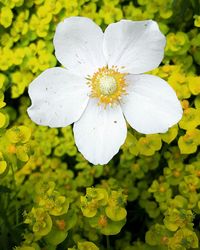 Close-up of white flower