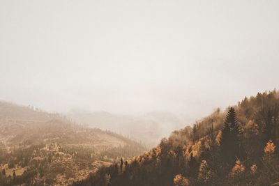 Scenic view of forest against clear sky