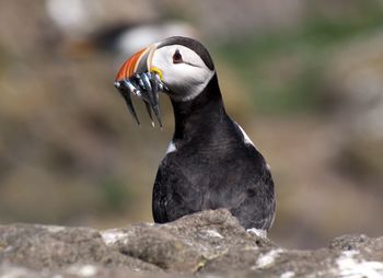 Close-up of bird perching on rock