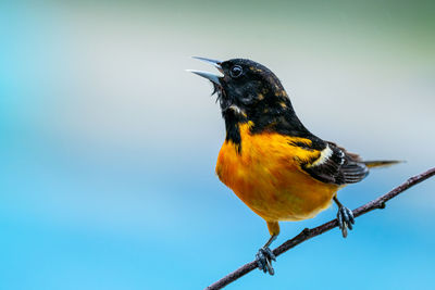 Close-up of bird perching