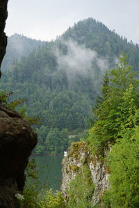 Scenic view of forest and mountains against sky