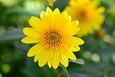 Close-up of yellow flower