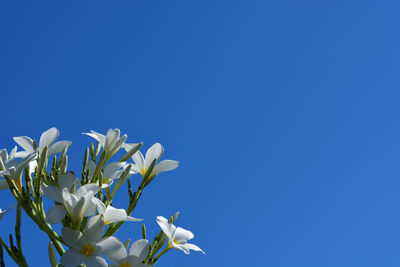 Low angle view of white flowers against clear blue sky
