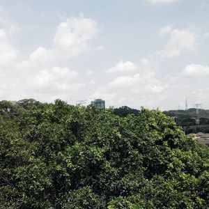 Plants against cloudy sky