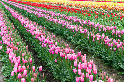 Pink tulip flowers on field