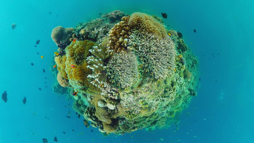 Jellyfish swimming in sea