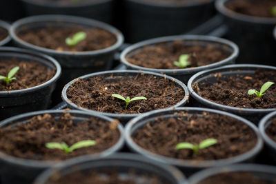 Close-up of potted plant