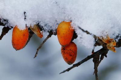 Close-up of frozen plant