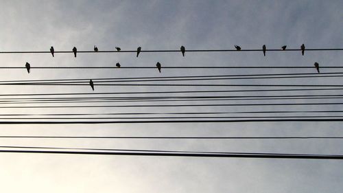 Low angle view of birds perching on cable against sky