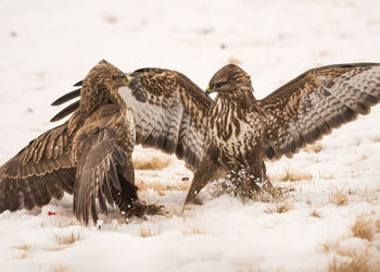 Birds fighting on field during winter