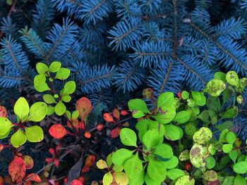 High angle view of plants