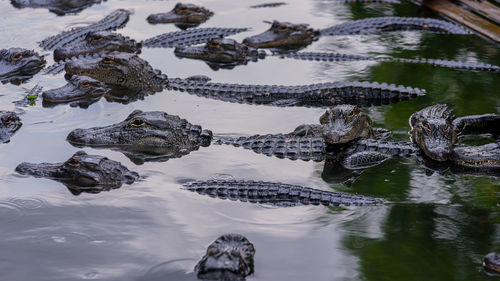 Close-up of alligators swimming in lake