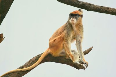 Low angle view of monkey sitting on tree against sky