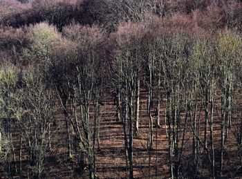 Plants growing on field in forest